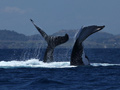 Balena megattera salto